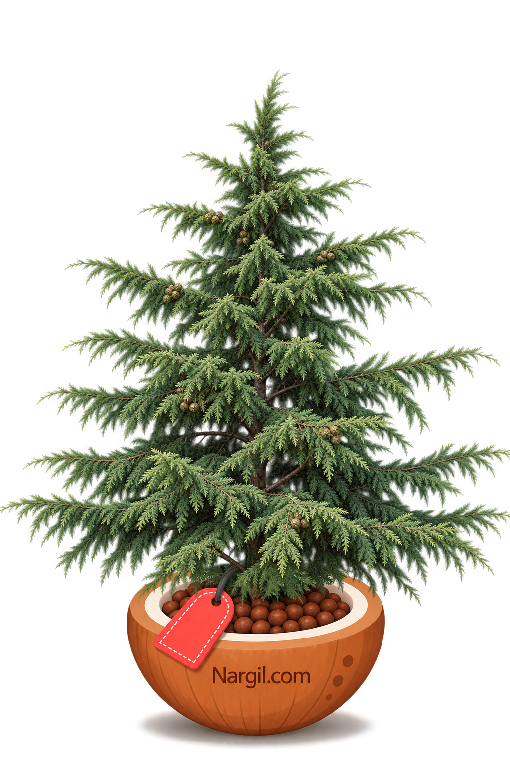 Nargil_Cupressus Sempervirens Var. Horizontalis